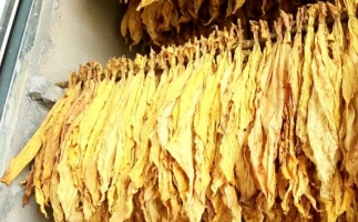 木屑顆粒燃料烘烤煙葉可以嗎？